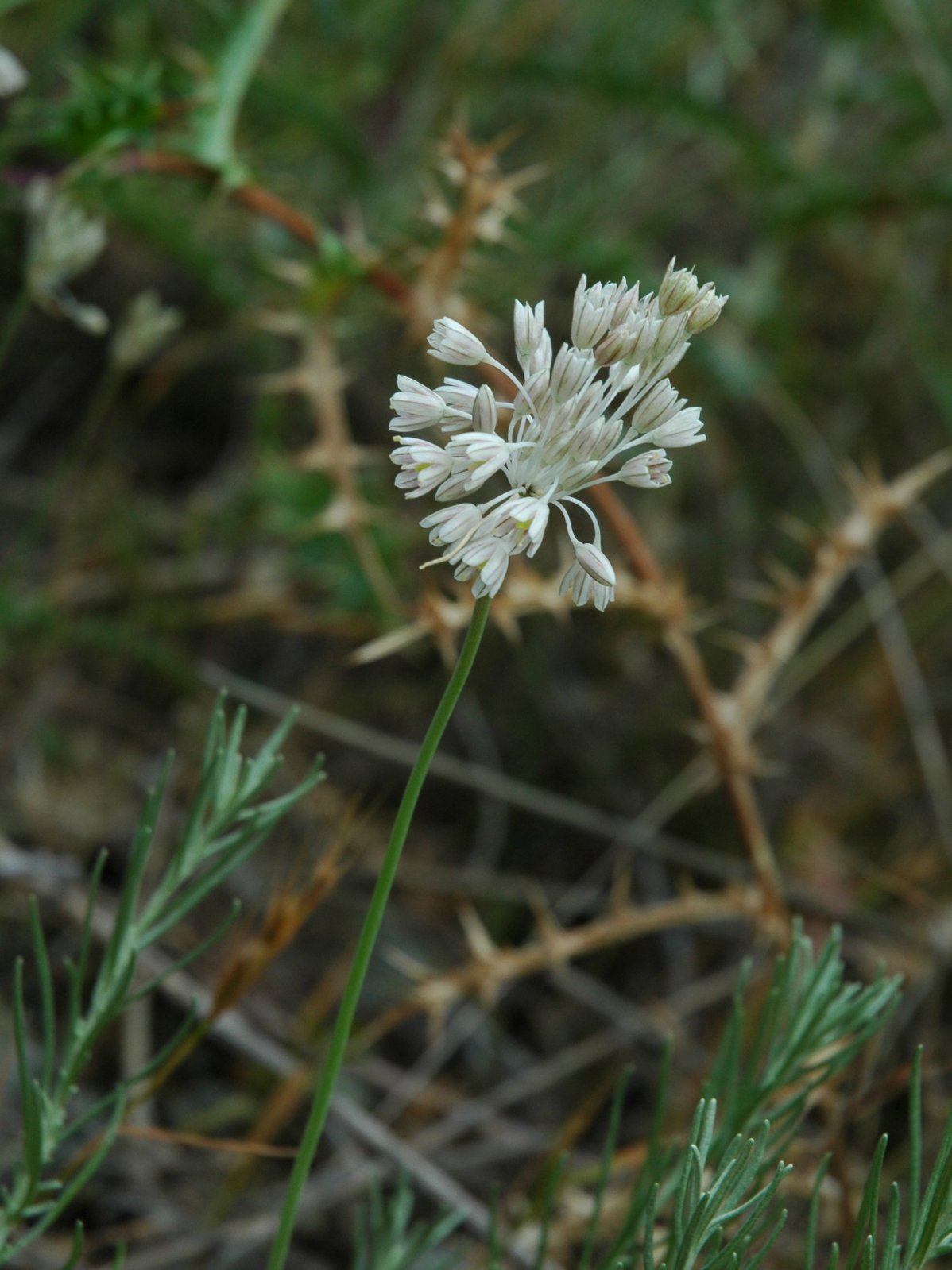 Elba 03 -  Allium paniculatum sl.